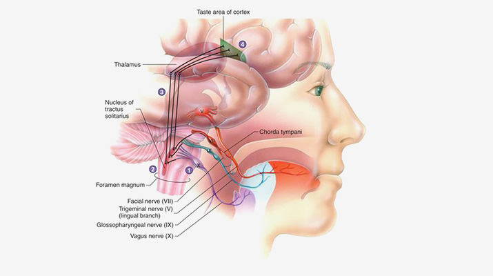 Vagus Nerve Stimulation (VNS) – Caputron