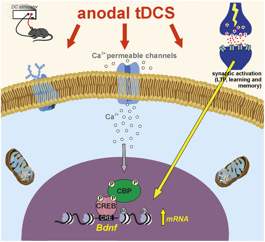 tDCS-Model of anodal tDCS-induced chromatin remodeling